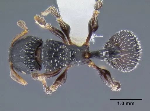 Terataner bottegoi - CASENT0106298