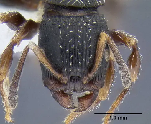 Terataner bottegoi - CASENT0106298