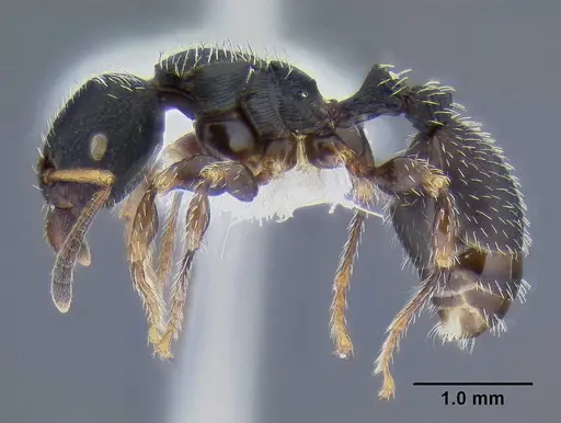 Terataner bottegoi - CASENT0106298