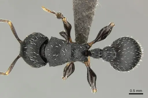 Terataner bottegoi - CASENT0235739