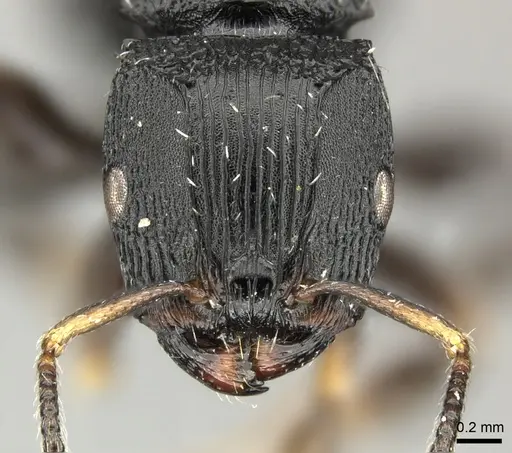 Terataner bottegoi - CASENT0235739