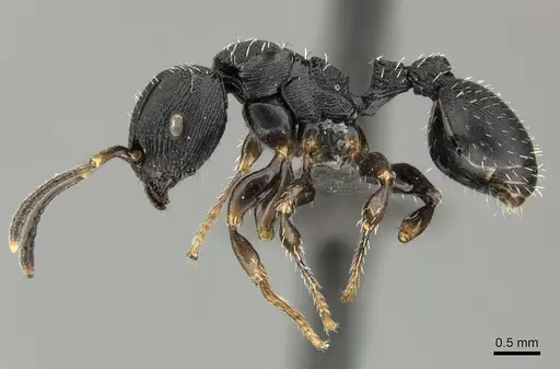 Terataner bottegoi - CASENT0235739