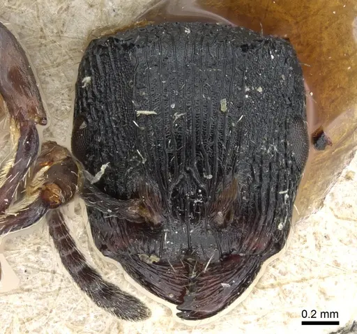 Terataner bottegoi - CASENT0905752