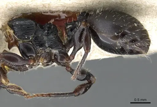 Terataner bottegoi - CASENT0905752