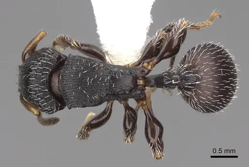 Terataner bottegoi - CASENT0922903