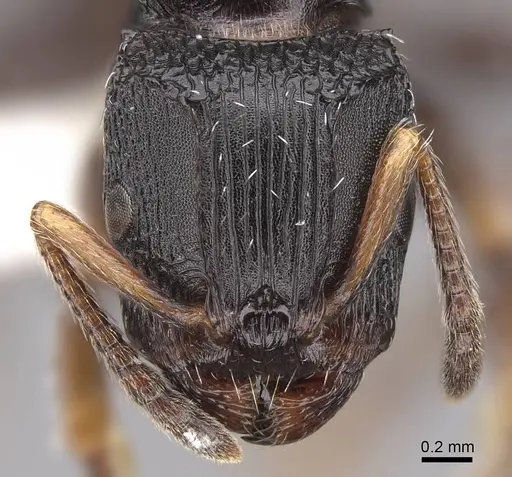 Terataner bottegoi - CASENT0922903