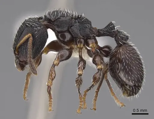 Terataner bottegoi - CASENT0922903