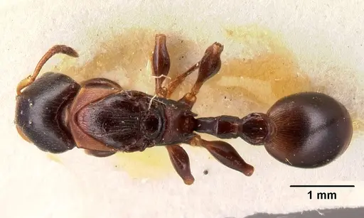 Terataner elegans specimen