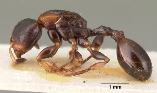 Terataner elegans specimen