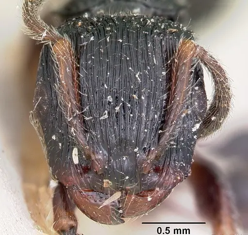 Terataner foreli specimen