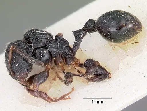 Terataner foreli specimen