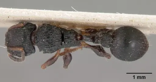 Terataner foreli - CASENT0102093