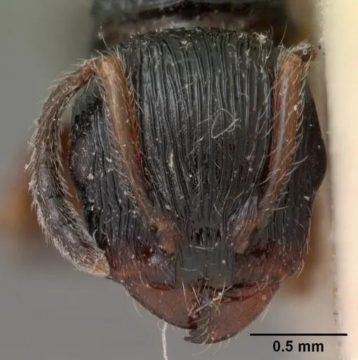 Terataner foreli - CASENT0102093