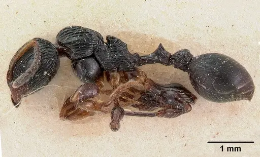 Terataner foreli - CASENT0102093