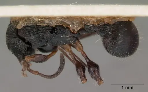 Terataner foreli - CASENT0102136