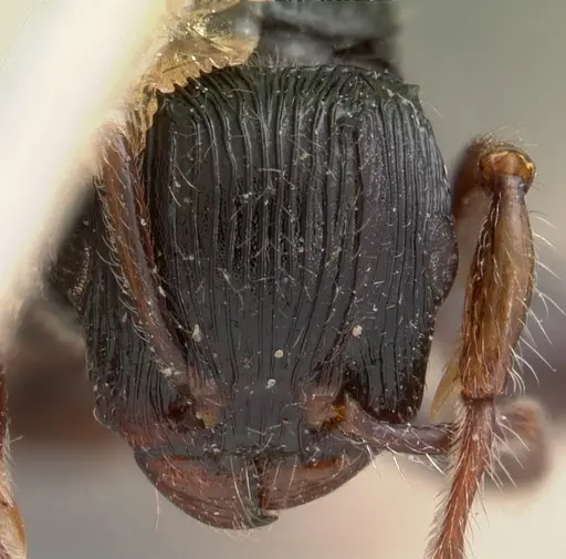 Terataner foreli - CASENT0102136