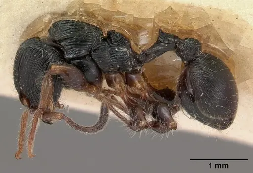 Terataner foreli - CASENT0102136