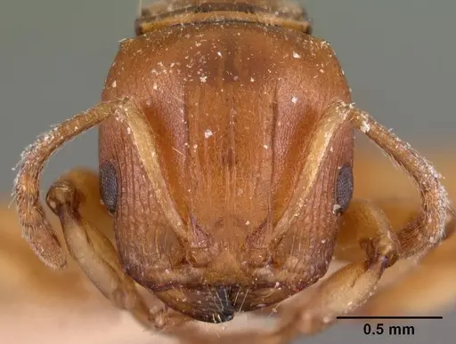 Terataner luteus specimen