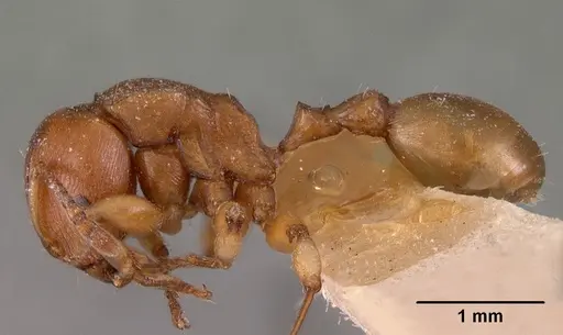 Terataner luteus specimen