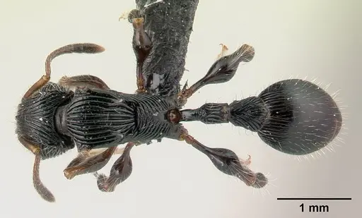 Terataner nymeria specimen