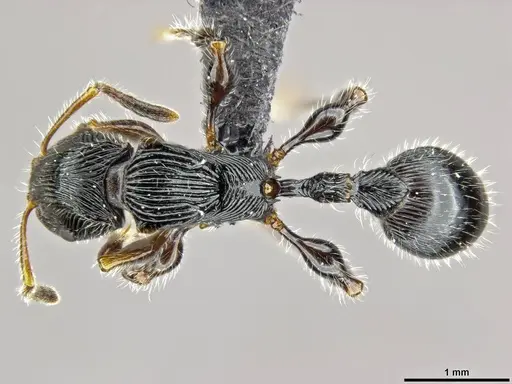 Terataner nymeria specimen