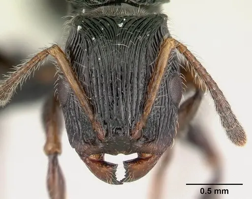 Terataner nymeria specimen