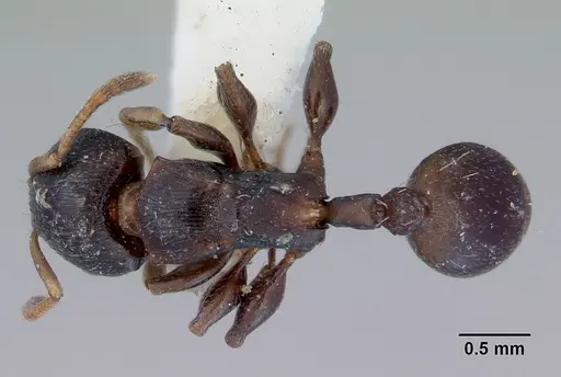 Terataner piceus specimen