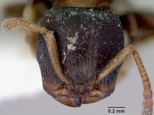 Terataner piceus specimen