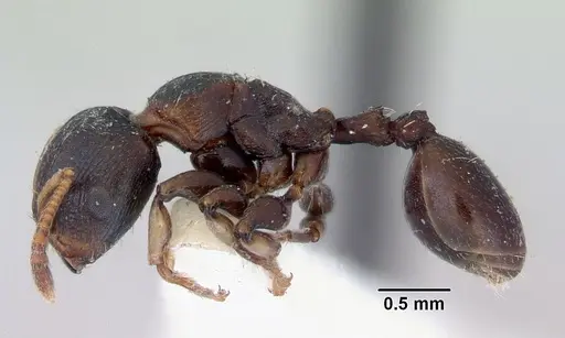 Terataner piceus specimen