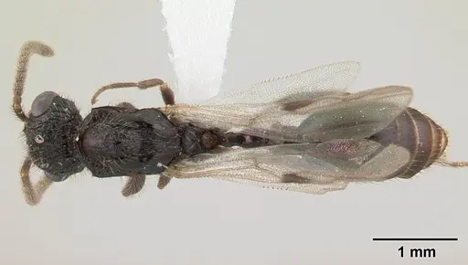 Terataner rufipes specimen