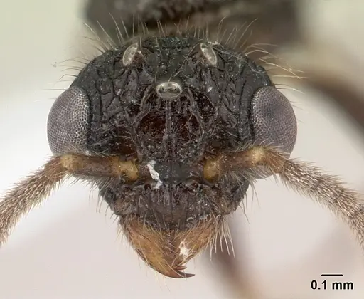 Terataner rufipes specimen