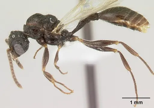 Terataner rufipes specimen