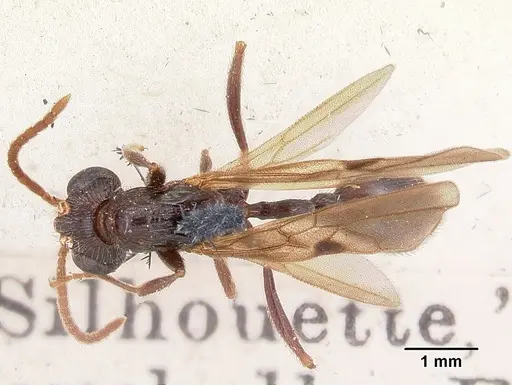 Terataner scotti specimen