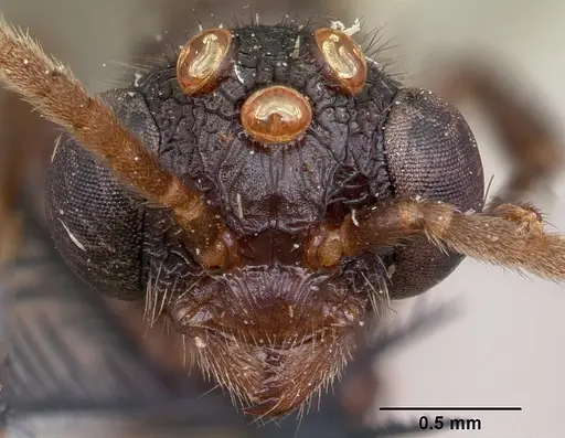 Terataner scotti specimen