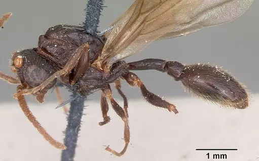 Terataner scotti specimen