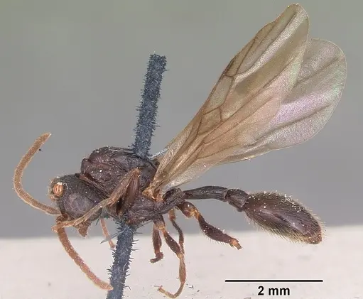 Terataner scotti - CASENT0101732