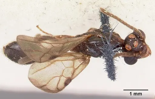 Terataner scotti - CASENT0101815