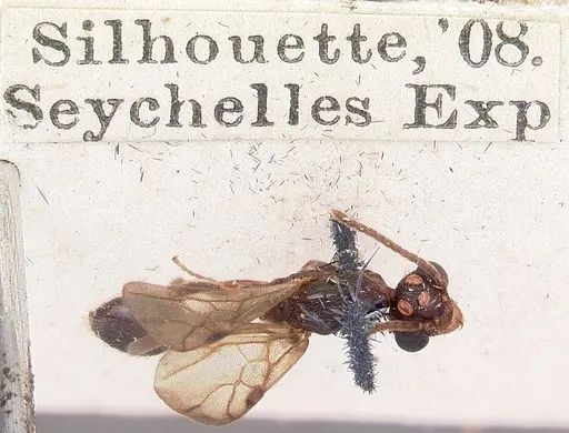 Terataner scotti - CASENT0101815