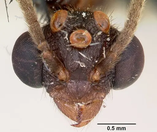 Terataner scotti - CASENT0101815