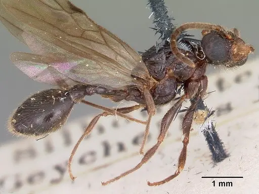 Terataner scotti - CASENT0101815