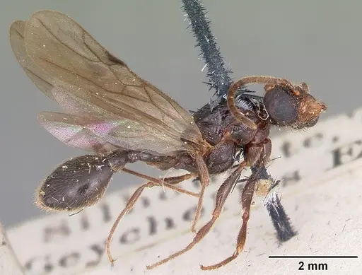 Terataner scotti - CASENT0101815