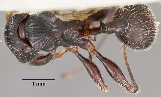 Terataner scotti - CASENT0102234