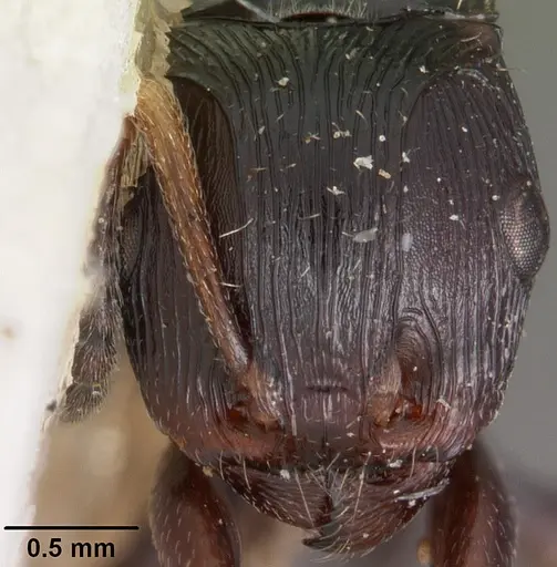 Terataner scotti - CASENT0102234