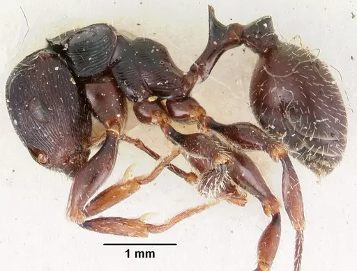 Terataner scotti - CASENT0102234