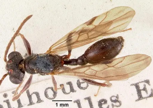 Terataner scotti - CASENT0102249