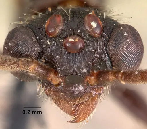 Terataner scotti - CASENT0102249