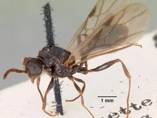 Terataner scotti - CASENT0102249