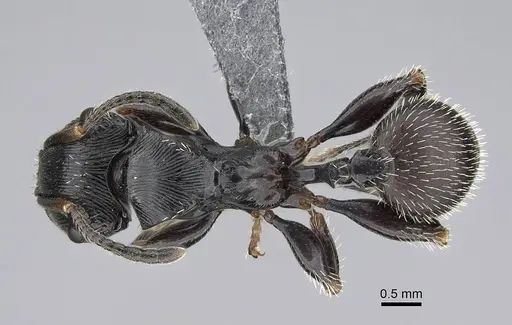 Terataner scotti - CASENT0922553