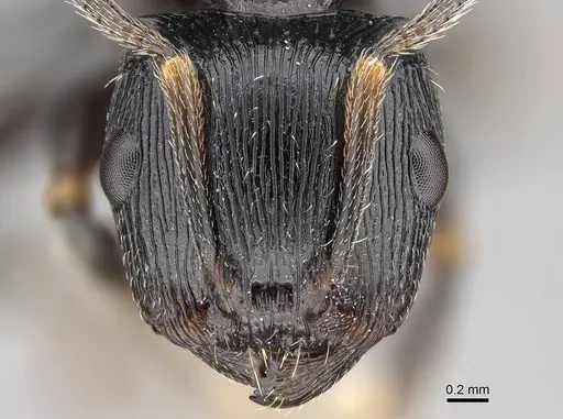 Terataner scotti - CASENT0922553