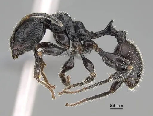 Terataner scotti - CASENT0922553